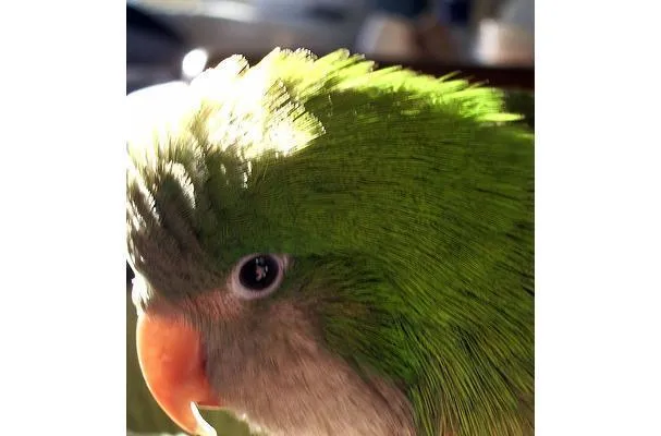 Jengibre encurtido o avinagrado